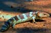 Bobtail Lizard
