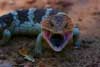 Bobtail Lizard